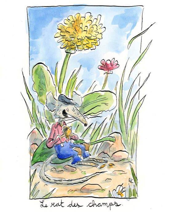 le rat des champs