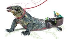 especes_captives_dragondekomodo.jpg - Sonia MARTIN-illustrateur