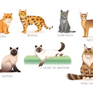 Différentes races de chats