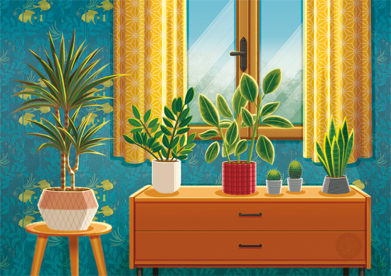 Plantes d'intérieur ensoleillées