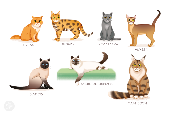 Différentes races de chats