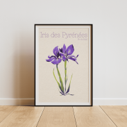 Iris des Pyrénées