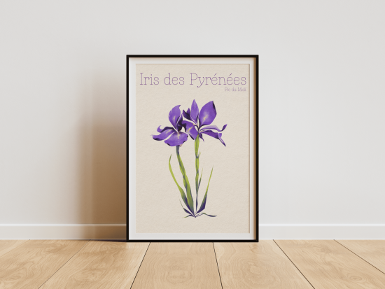 Iris des Pyrénées